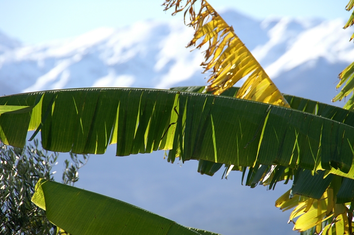 PICT1656 small BANANA TREE WITH LRFKA ORI.jpg - 244395 Bytes